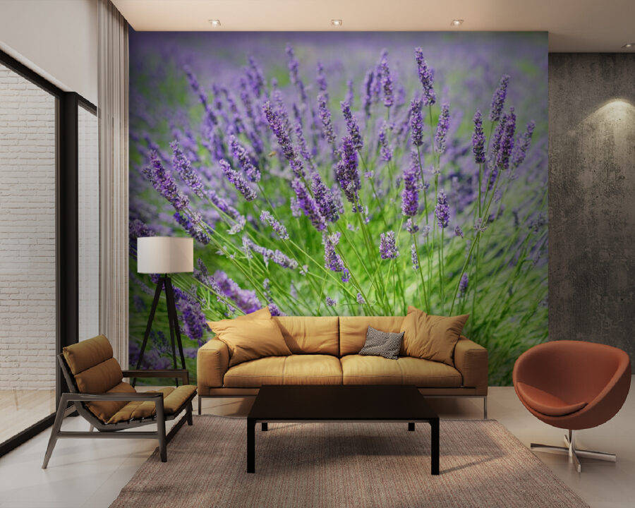 Vibrant lavender field in bloom