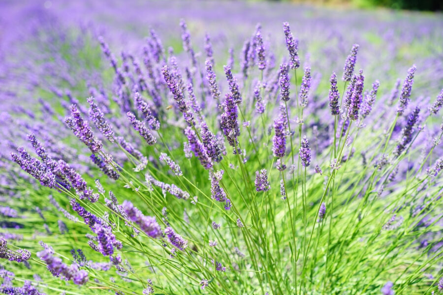 Vibrant lavender field in bloom