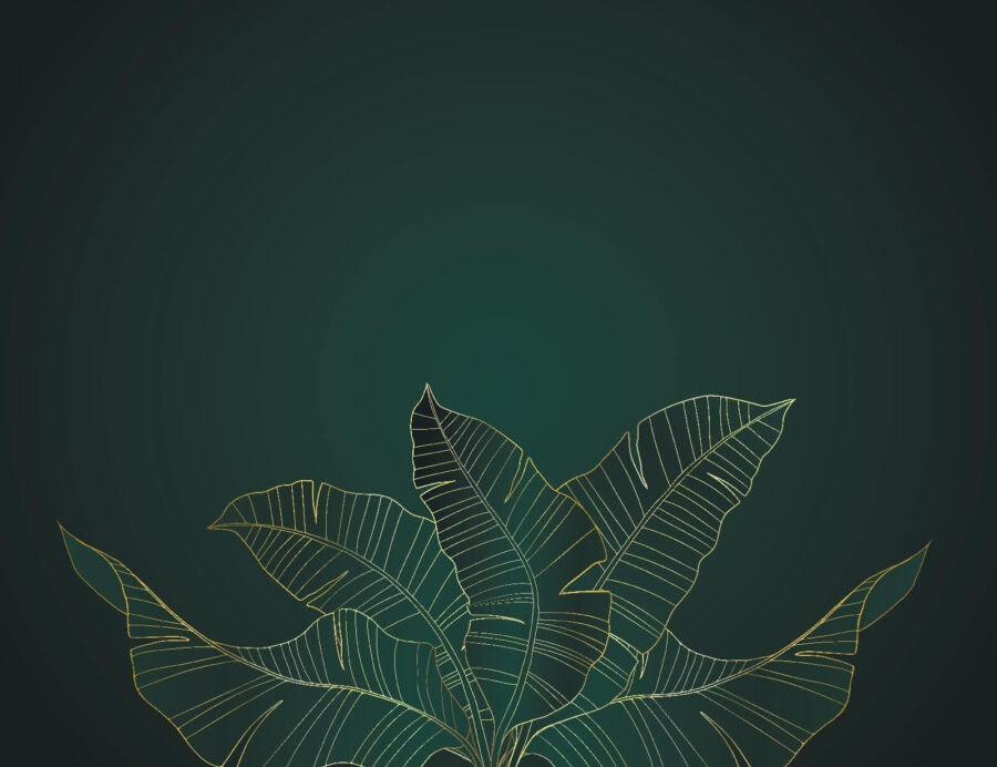 Elegant leaves on a dark background