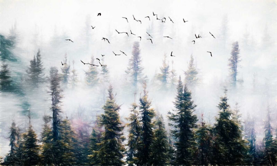 Birds flying in the sky over trees Birds flying in the sky over trees