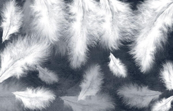 Group of white feathers Group of white feathers