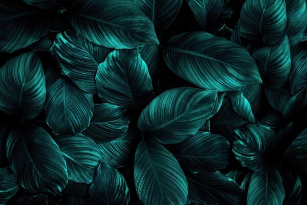 Group of dark green leaves Group of dark green leaves