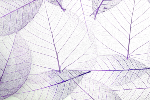 A group of purple leaves