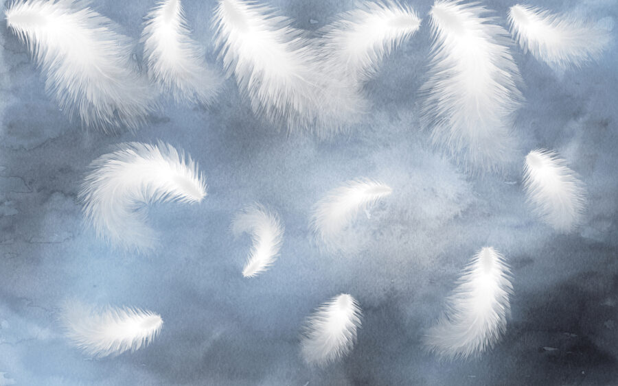 White feathers in the sky