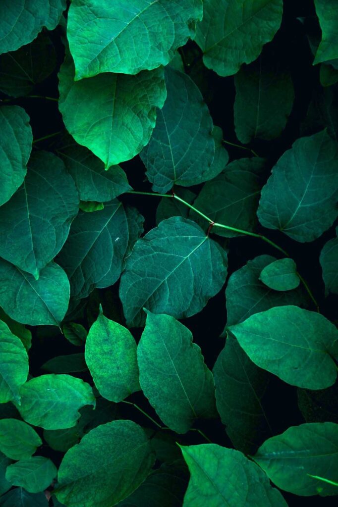 Group of green leaves Group of green leaves