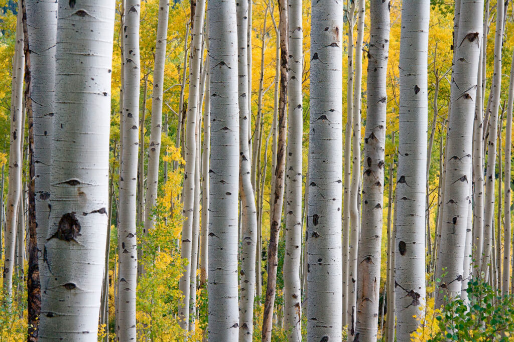 Group of white trees with yellow leaves Group of white trees with yellow leaves