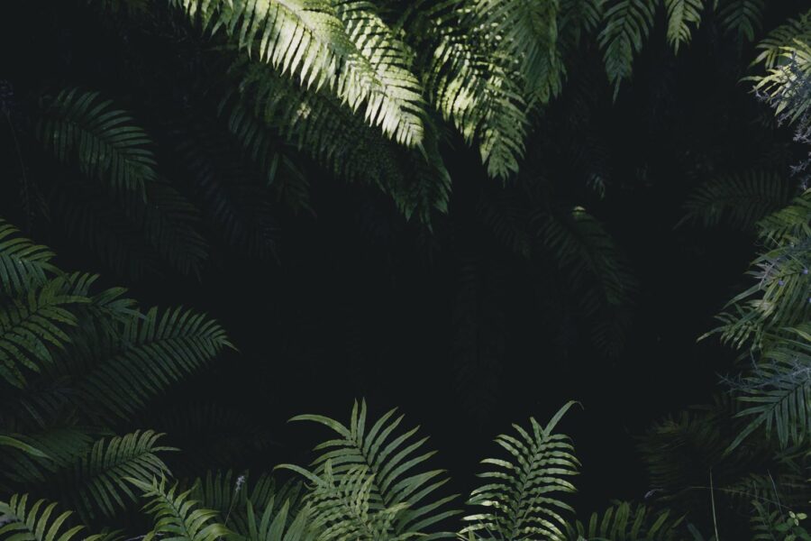 Group of green leaves