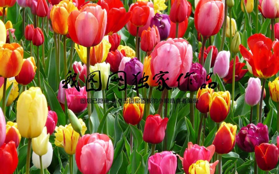 Wall murals Group of colorful tulips - Image 2