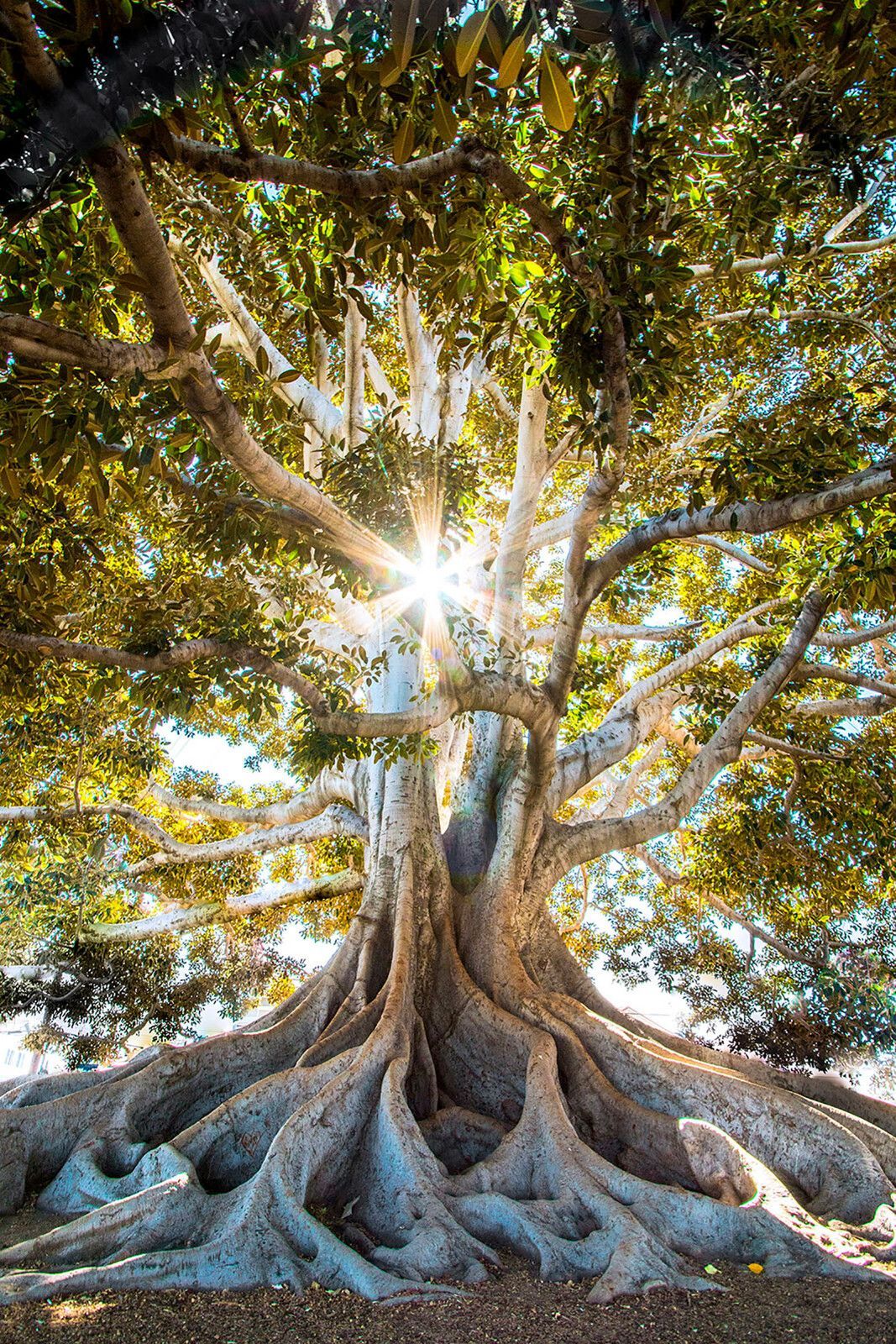 u01271p - Majestic tree in radiant sunlight - tegory