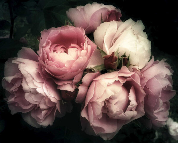 Group of pink and white roses Group of pink and white roses