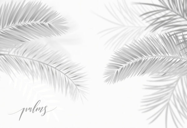Group of palm leaves Group of palm leaves