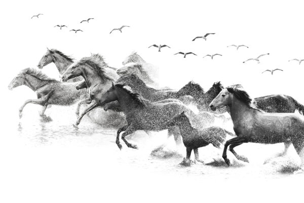 A group of horses running through water u14413p 600x400 - A group of horses running through water