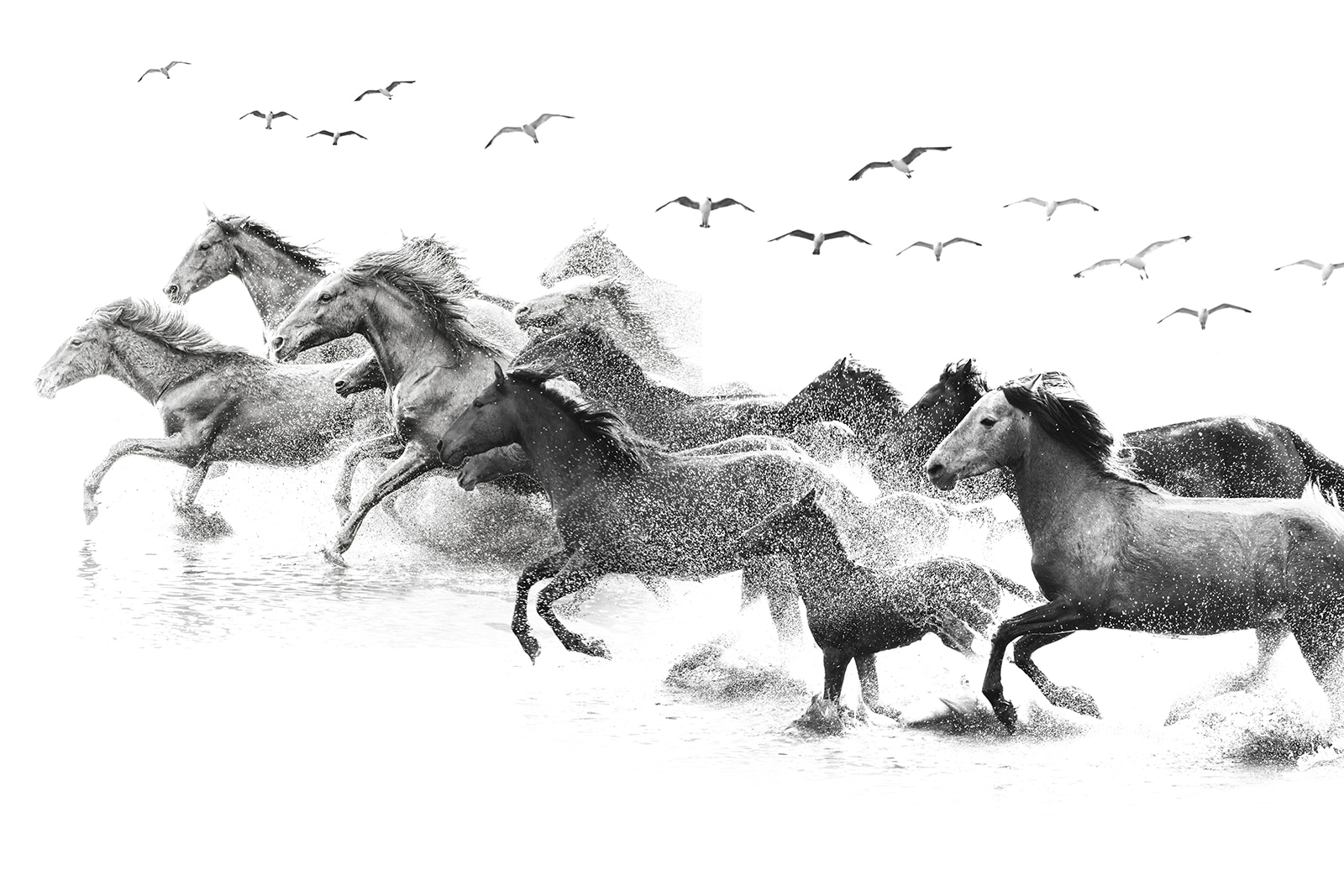 A group of horses running through water u14413p - A group of horses running through water