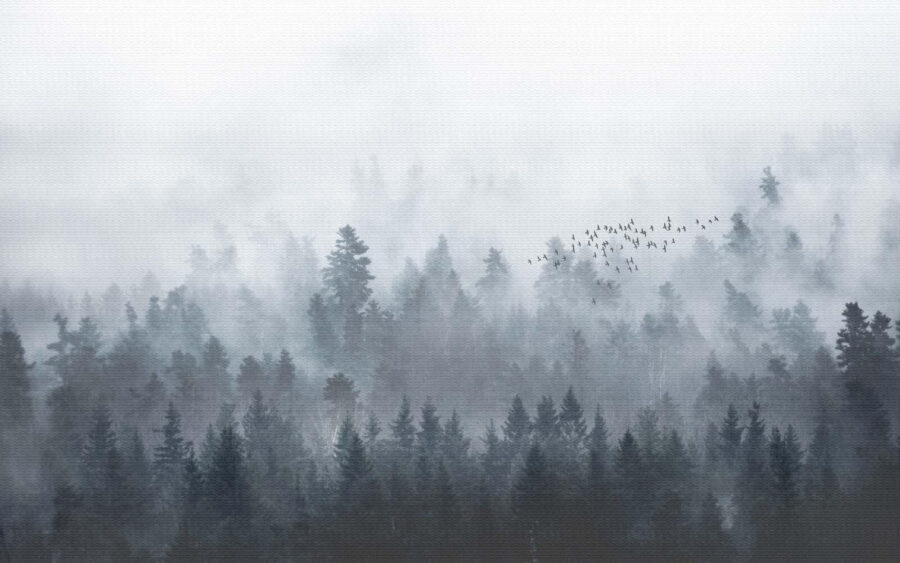 Group of birds flying over a forest Group of birds flying over a forest