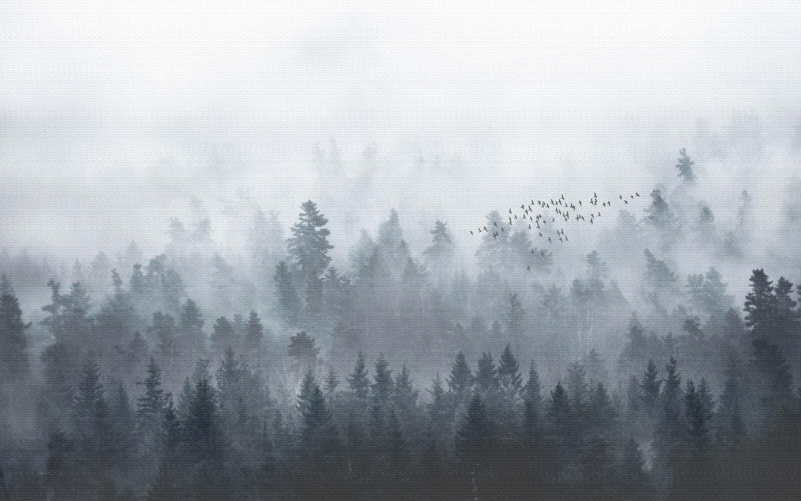 Group of birds flying over a forest u16629p - Group of birds flying over a forest - tegory