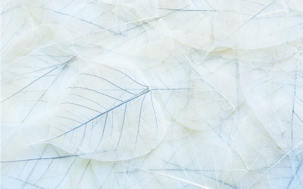 Group of white leaves Group of white leaves