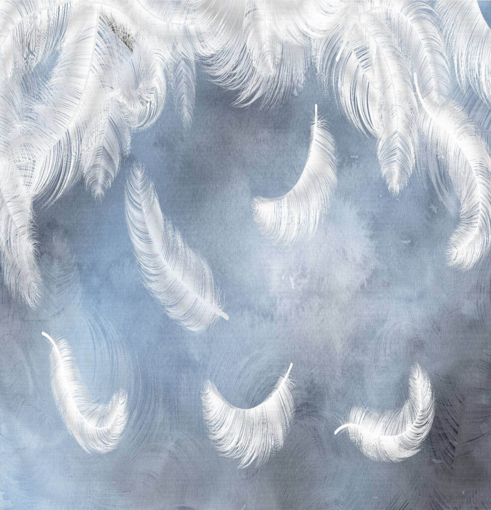 White feathers on a blue background White feathers on a blue background