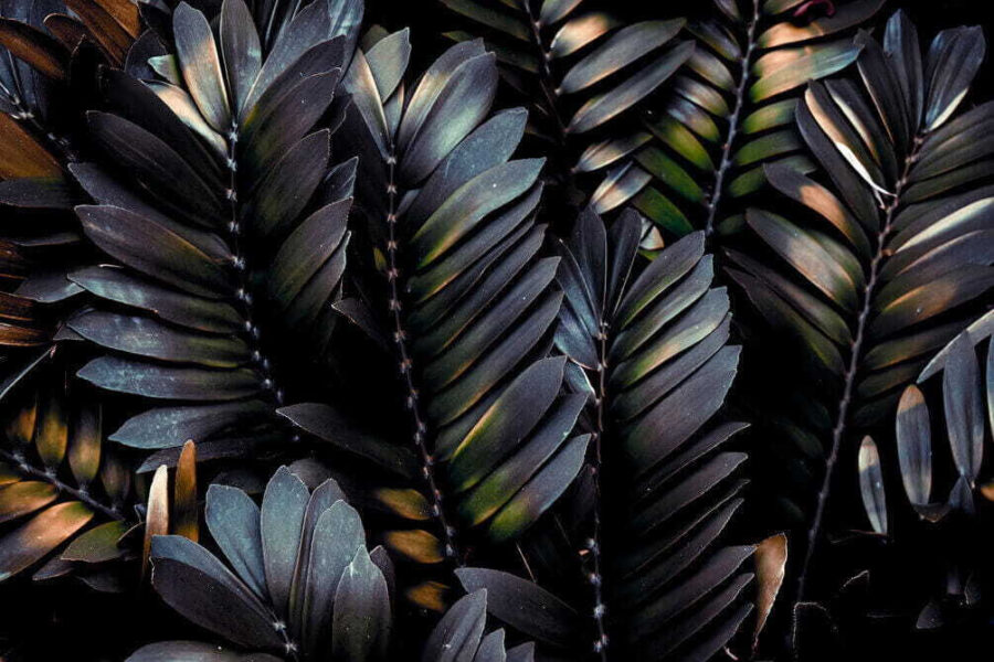Group of black leaves Group of black leaves