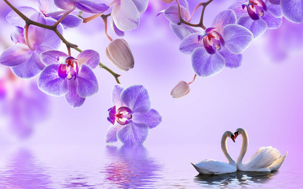 Two swans in a lake with purple flowers Two swans in a lake with purple flowers