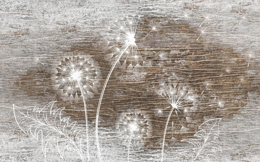 White dandelions on a wood surface White dandelions on a wood surface