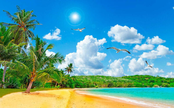 Beach with palm trees and a body of water Beach with palm trees and a body of water