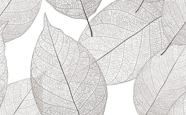 Delicate leaf patterns in white space Delicate leaf patterns in white space