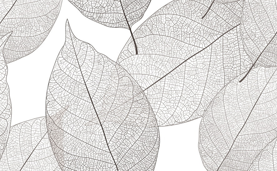 Delicate leaf patterns in white space Delicate leaf patterns in white space