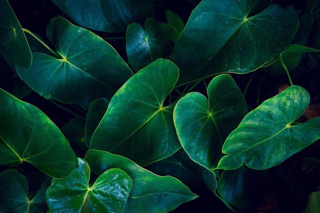 Lush green leaves in harmony Lush green leaves in harmony