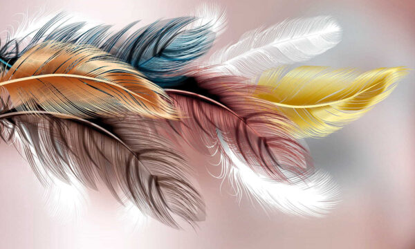 Group of colorful feathers Group of colorful feathers