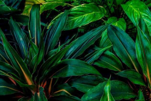 Lush tropical leaves in vibrant green Lush tropical leaves in vibrant green