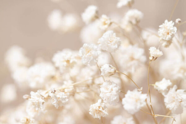 Delicate blooms in soft focus Delicate blooms in soft focus