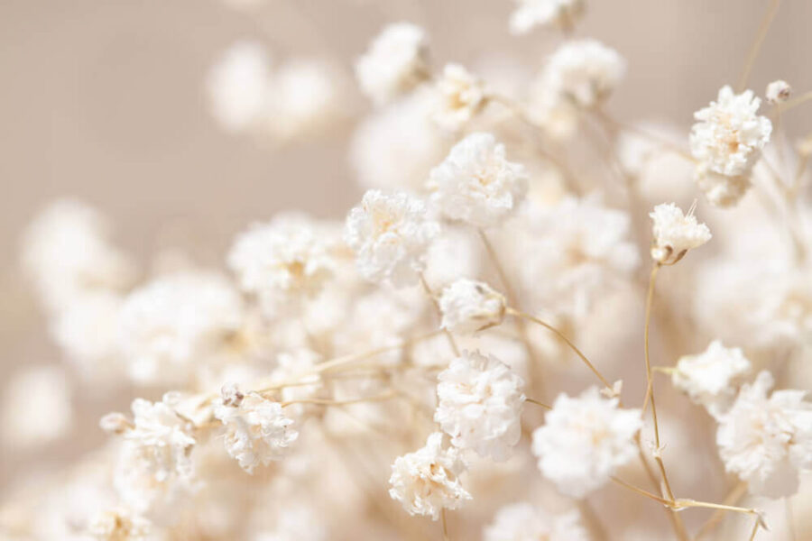 Delicate blooms in soft focus