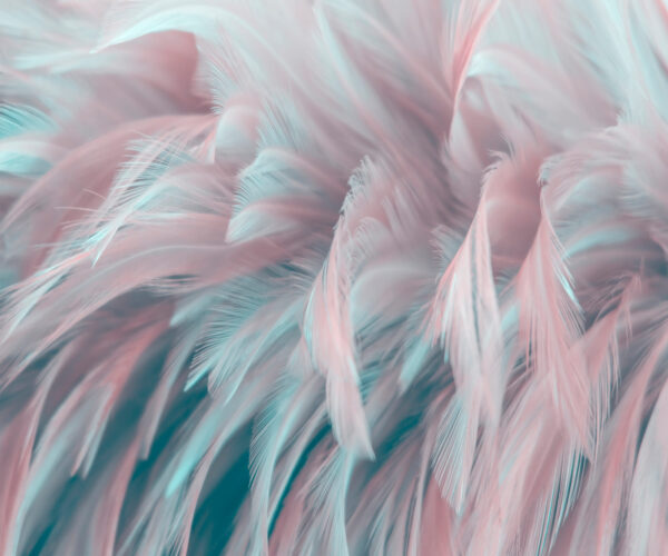 Delicate feathers in soft colors. Delicate feathers in soft colors.