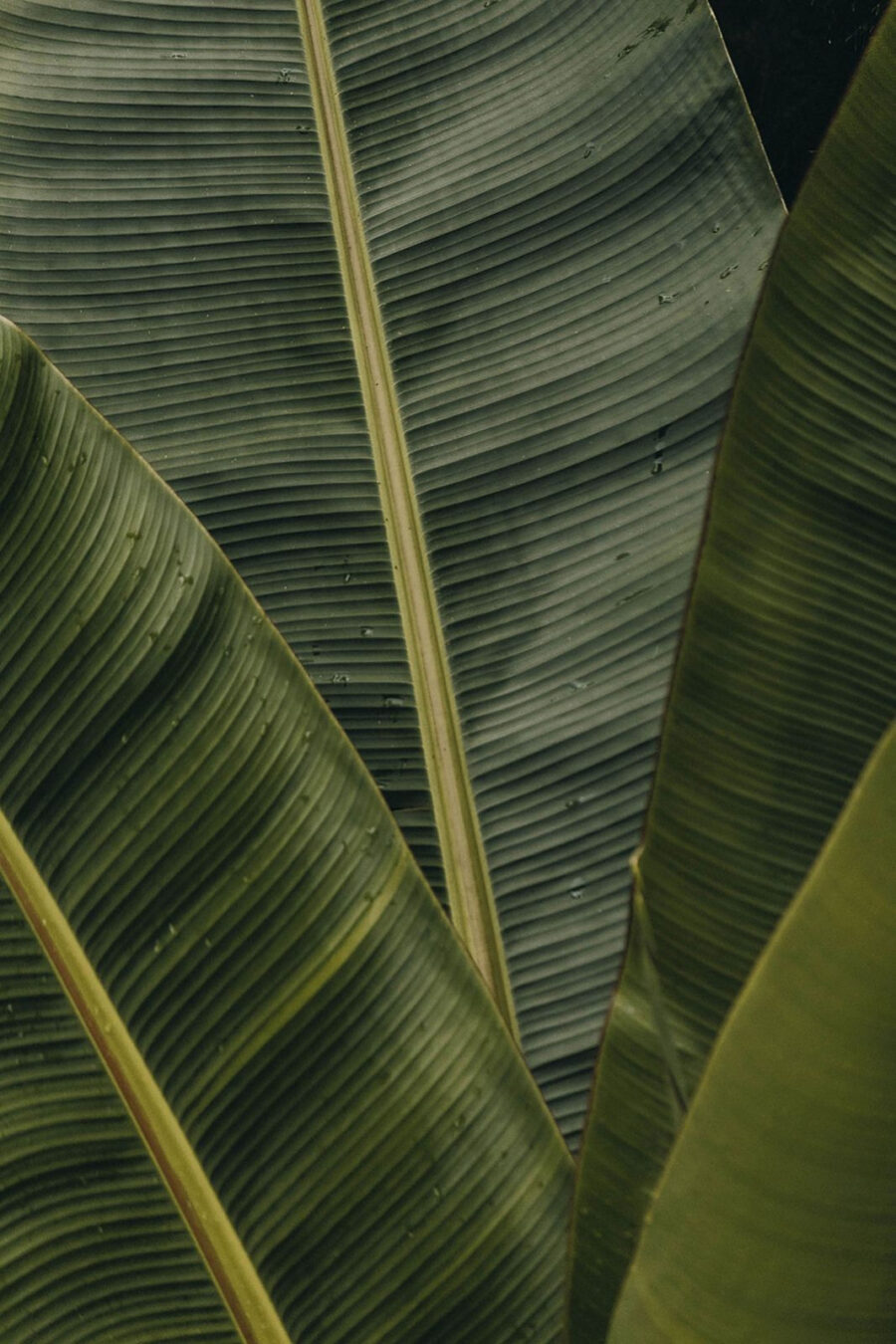Lush green leaves with textured patterns