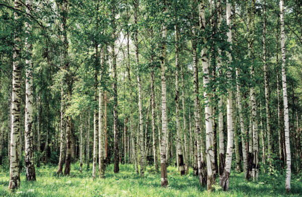 Group of trees in a forest Group of trees in a forest