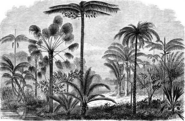 Black and white drawing of palm trees Black and white drawing of palm trees