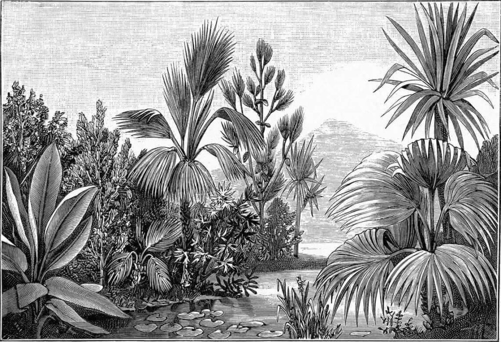 Black and white drawing of a tropical forest Black and white drawing of a tropical forest