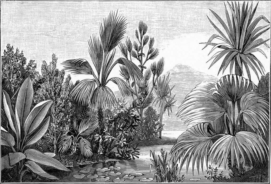 u52597p - Black and white drawing of a tropical forest - tegory