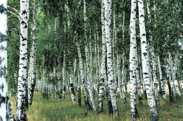Group of trees with white bark Group of trees with white bark