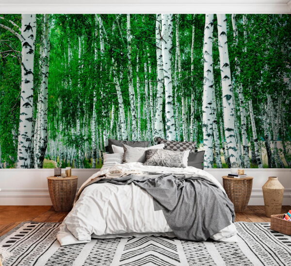 Group of trees with white bark Group of trees with white bark