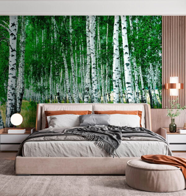 Group of trees with white bark Group of trees with white bark