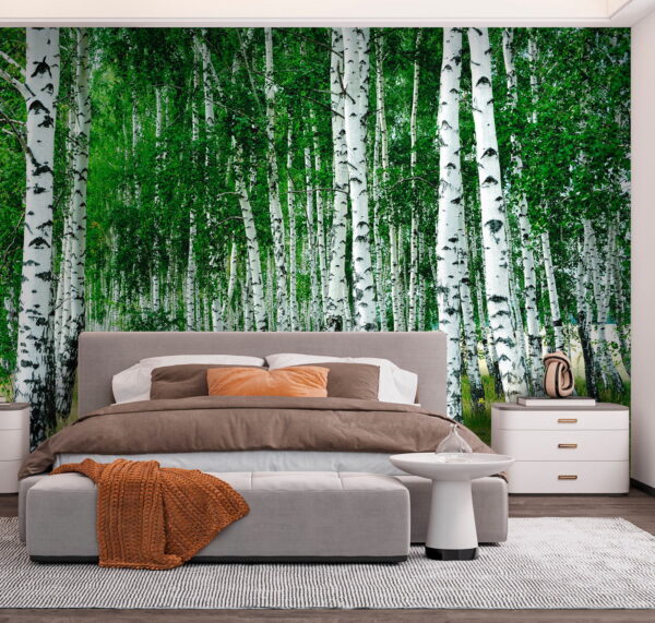 Group of trees with white bark Group of trees with white bark