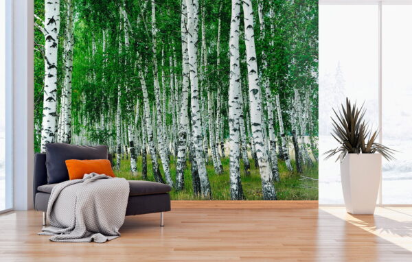 Group of trees with white bark Group of trees with white bark