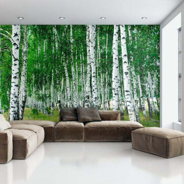 Group of trees with white bark Group of trees with white bark