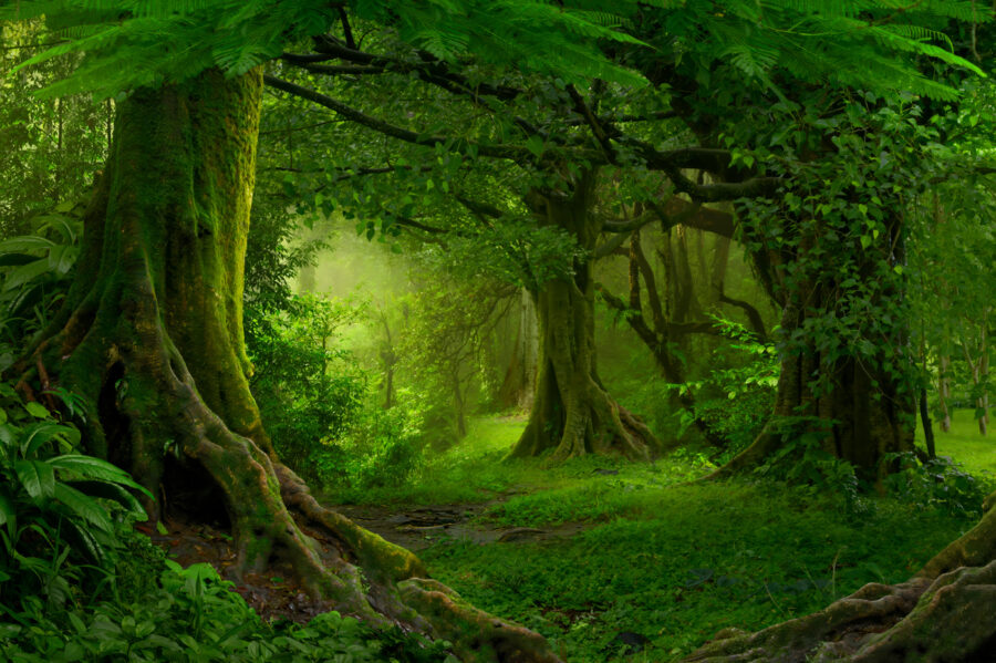 Forest with trees and plants