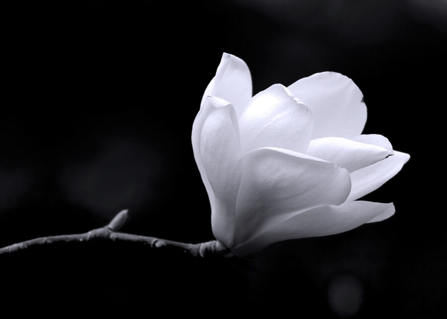 White flower on a branch