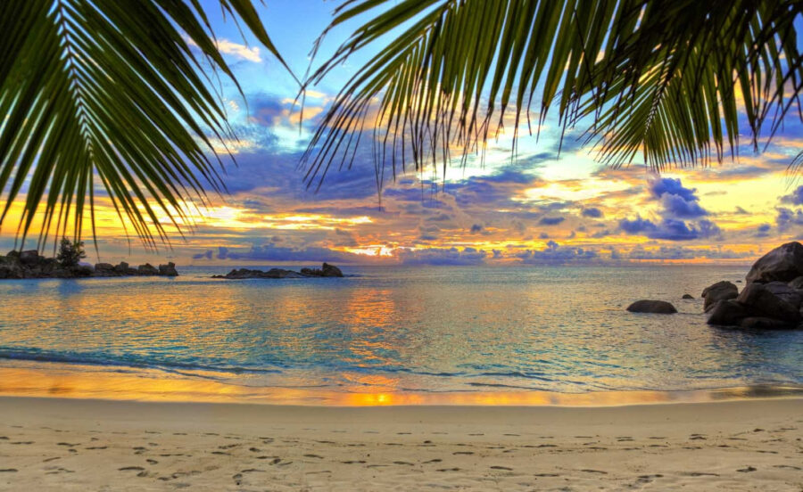 Beach with palm trees and water