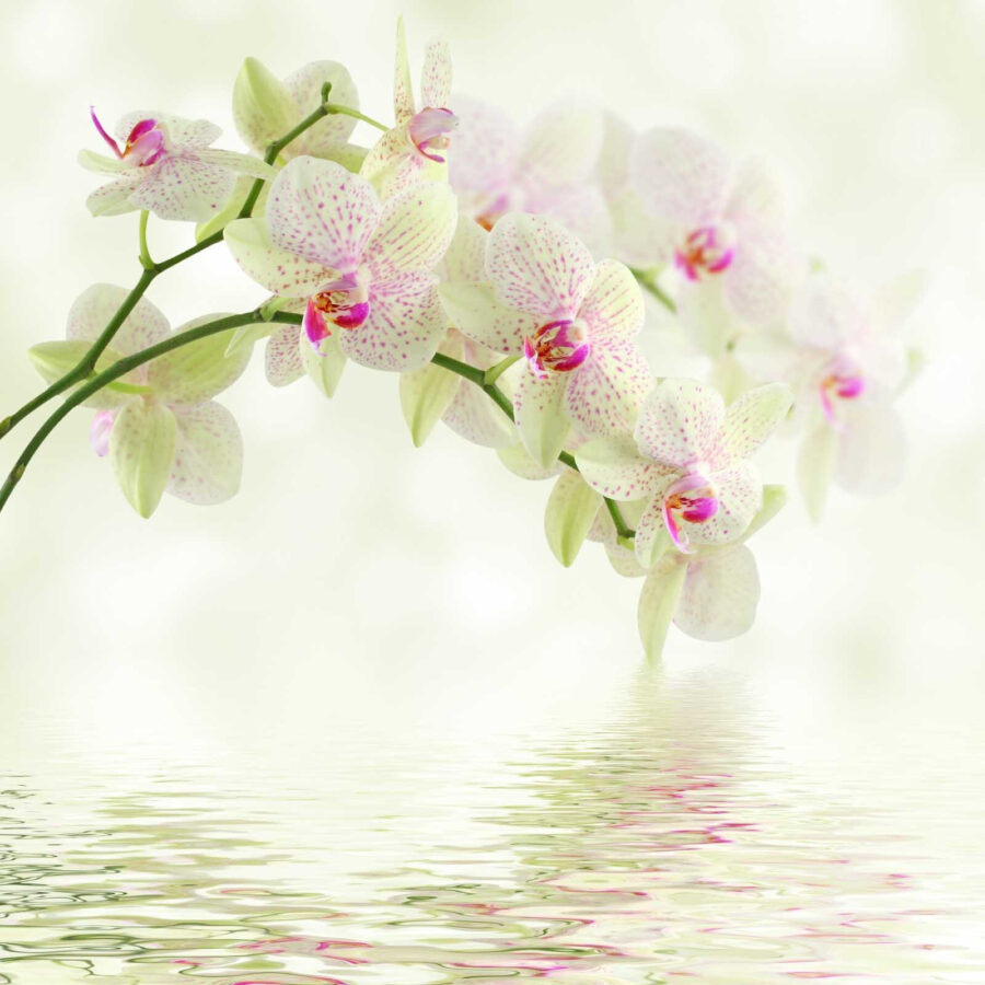 Delicate orchids over gentle water.