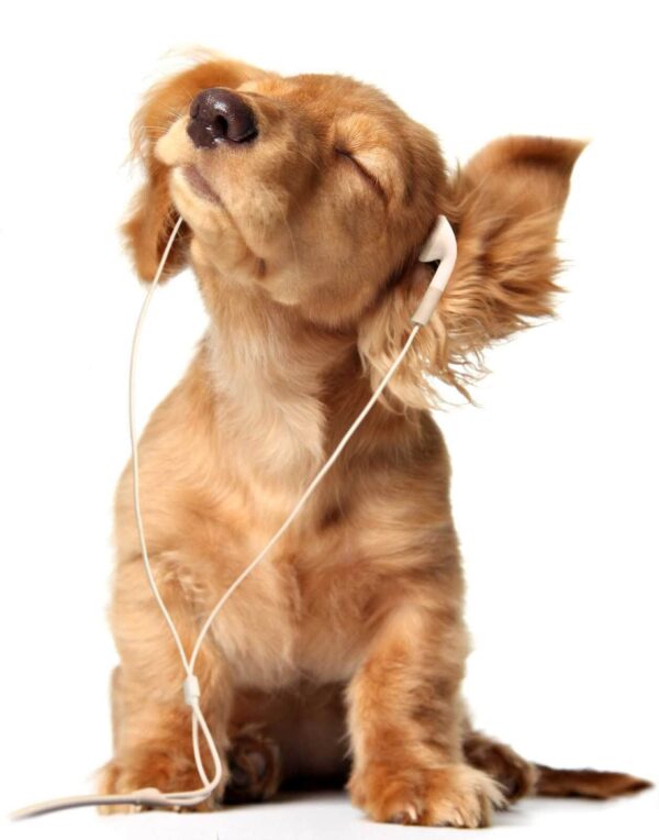 Dog with earphones on Dog with earphones on
