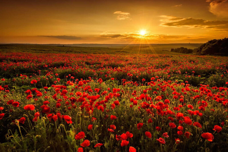Field of red flowers Field of red flowers